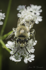 Colletes