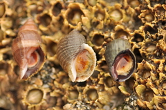 Nucella canaliculata