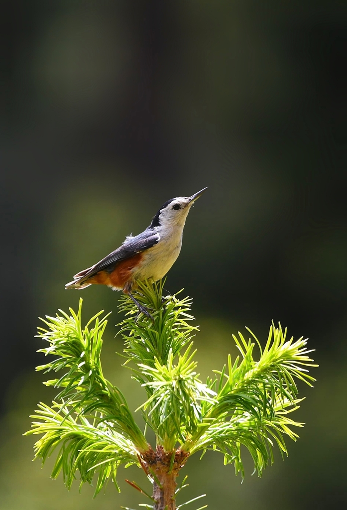 White-Cheeked Nuthatch