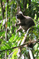 Prolemur simus