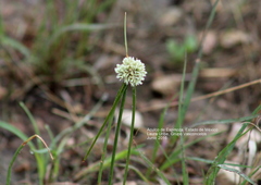 Cyperus seslerioides