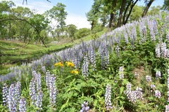 Lupinus perennis