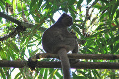 Prolemur simus