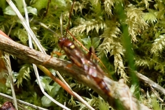 Ectopimorpha wilsoni