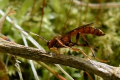 Ectopimorpha wilsoni
