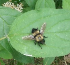 Laphria thoracica