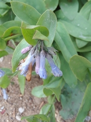 Mertensia oblongifolia