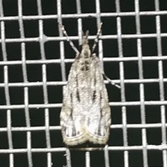 Eudonia strigalis