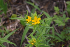 Lithospermum caroliniense