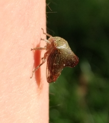 Telamona monticola
