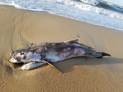 Rachycentron canadum