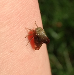Telamona monticola