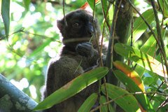 Prolemur simus