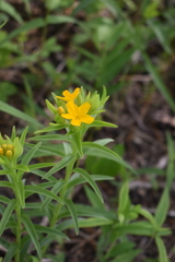 Lithospermum caroliniense