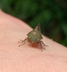 Telamona monticola