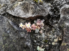Sedum dasyphyllum
