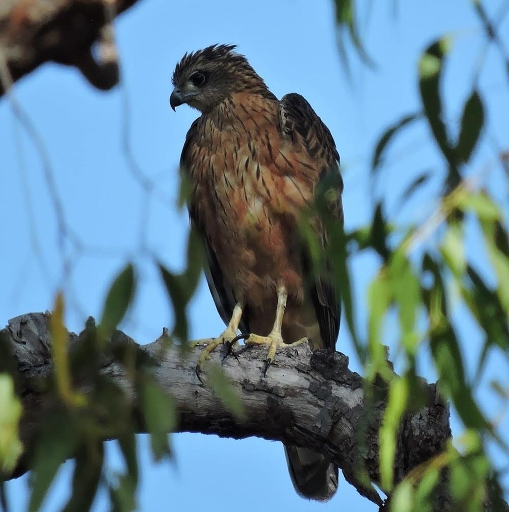 Red and Chestnut-shouldered Goshawks