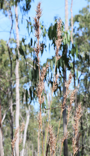 Cymbopogon globosus