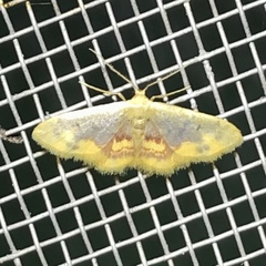 Idaea scintillularia