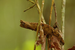 Brookesia superciliaris