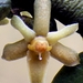 Tridactyle anthomaniaca - Photo (c) Maëlis,  זכויות יוצרים חלקיות (CC BY-SA)