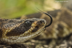 Crotalus molossus oaxacus
