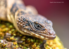 Xenosaurus phalaroanthereon