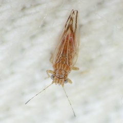 Cacopsylla nana