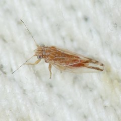Cacopsylla nana