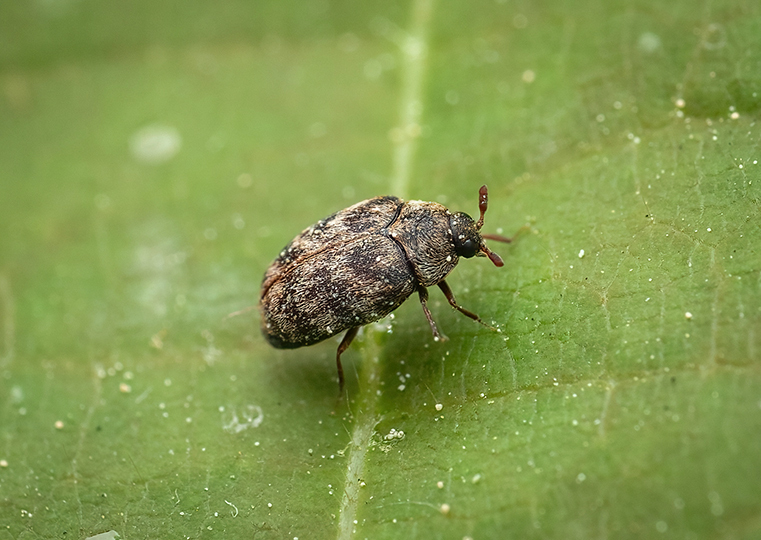 Australian Carpet Beetle