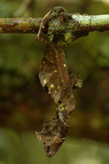 Uroplatus phantasticus