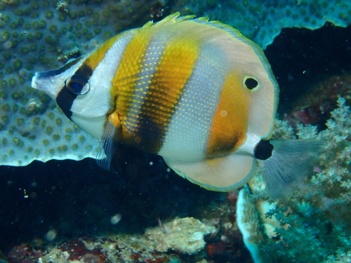 Coradion chrysozonus