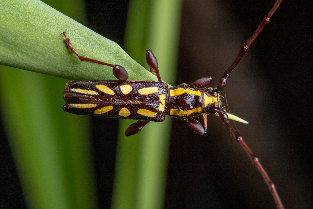 Ornithia zapotensis