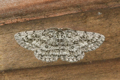 Hypomecis umbrosaria