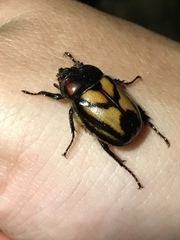 Oryctomorphus bimaculatus