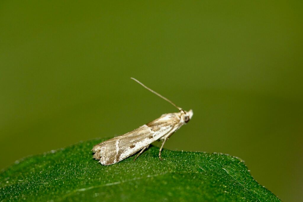 Pristocerella