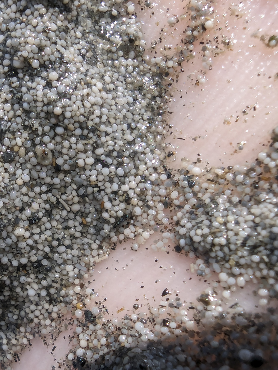 Artemia monica Verrill, 1869