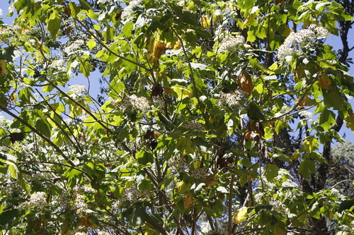 Image of Podachaenium eminens by (c) Alejandro Ruiz-Garcia, some rights reserved (CC BY)