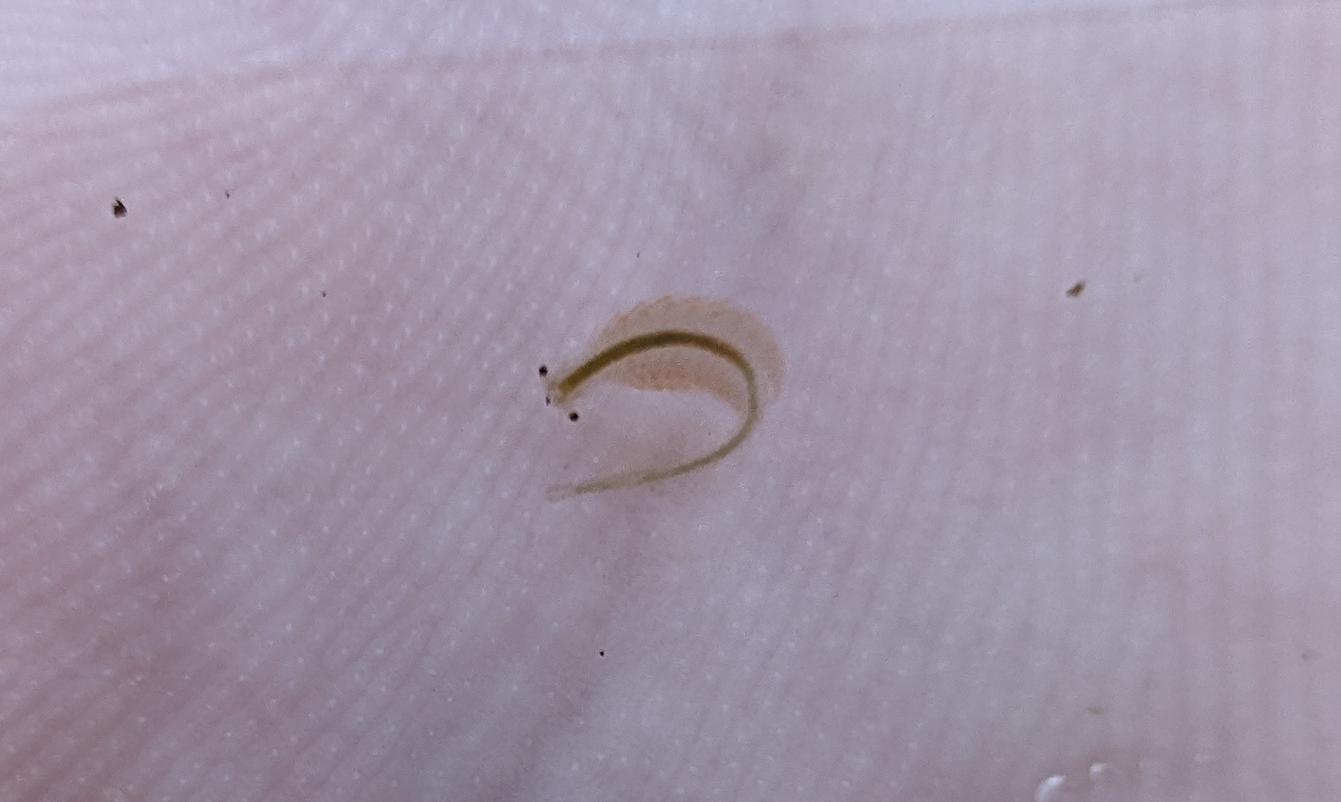 Artemia monica Verrill, 1869