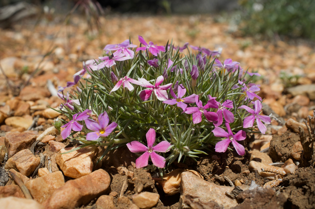 mountain phlox