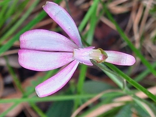 Image of Caladenia picta by (c) claire, some rights reserved (CC BY)