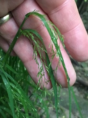 Poa alsodes
