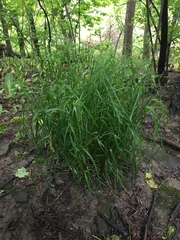 Poa alsodes