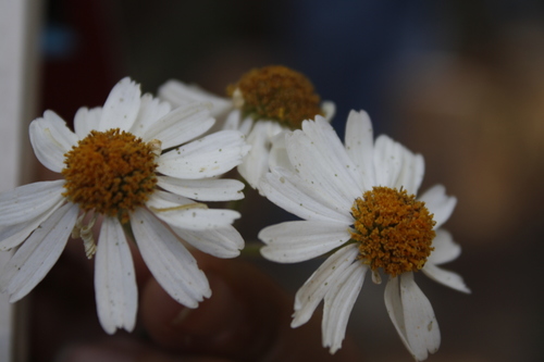 Image of Podachaenium eminens by (c) Alejandro Ruiz-Garcia, some rights reserved (CC BY)