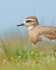 Charadrius asiaticus
