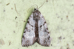 Catocala andromedae