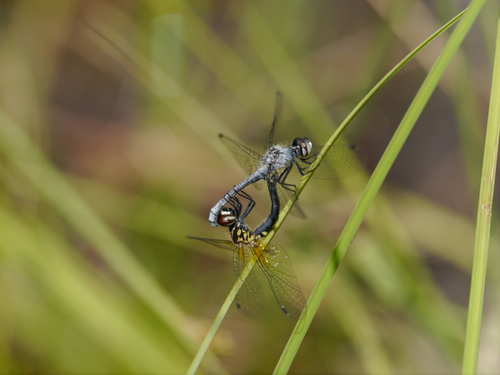 Elfin Skimmer photo 6