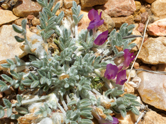 Astragalus purshii lectulus