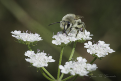Colletes