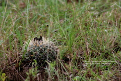 Coryphantha ottonis